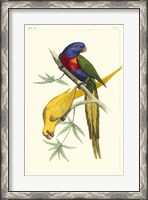 Framed Lemaire Parrots IV