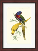 Framed Lemaire Parrots IV