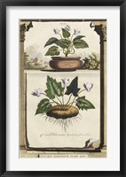 Cyclamen Flore II Framed Print