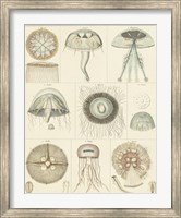 Framed Jellyfish Display