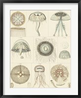 Framed Jellyfish Display