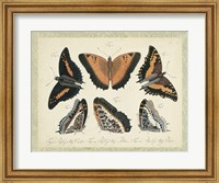Framed Bookplate Butterflies Trio I