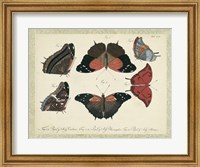 Framed Bookplate Butterflies Trio II