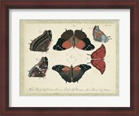 Framed Bookplate Butterflies Trio II