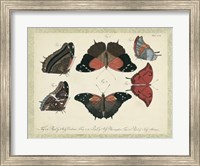 Framed Bookplate Butterflies Trio II
