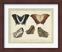 Framed Bookplate Butterflies Trio III