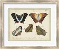 Framed Bookplate Butterflies Trio III