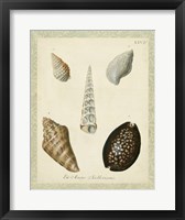 Framed Bookplate Shells IX