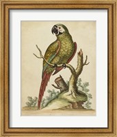 Framed Paradise Parrots II