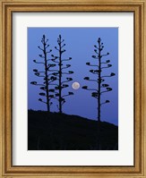 Framed moon rising between agave trees, Miramar, Argentina