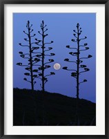 Framed moon rising between agave trees, Miramar, Argentina