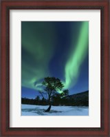 Framed Aurora Borealis Over a Tree Troms, Norway