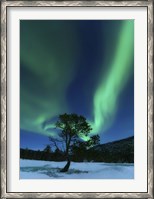 Framed Aurora Borealis Over a Tree Troms, Norway