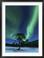 Framed Aurora Borealis Over a Tree Troms, Norway