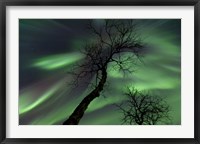 Framed Northern Lights with trees in the arctic wilderness, Nordland, Norway