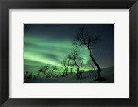 Framed Northern Lights in the arctic wilderness, Nordland, Norway