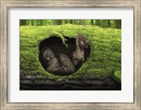 Framed pair of juvenile troodons in the hollow of a tree