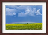 Framed low altitude rainbow visible over the yellow canola field, Gleichen, Alberta, Canada