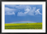 Framed low altitude rainbow visible over the yellow canola field, Gleichen, Alberta, Canada