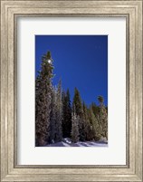 Framed Orion constellation above winter pine trees in Alberta, Canada