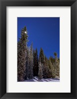 Framed Orion constellation above winter pine trees in Alberta, Canada
