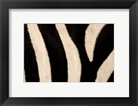 Framed Close-up of Zebra Stripes, Masai Mara, Kenya