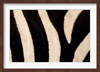 Framed Close-up of Zebra Stripes, Masai Mara, Kenya