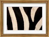 Framed Close-up of Zebra Stripes, Masai Mara, Kenya