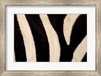 Framed Close-up of Zebra Stripes, Masai Mara, Kenya