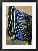 Framed Detail of Vulturine Guineafowl Breast Feathers, Samburu National Reserve, Kenya