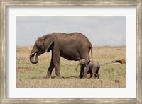 Framed African Elephant With Baby, Maasai Mara Game Reserve, Kenya