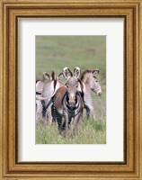 Framed Grevy's Zebra, Kenya