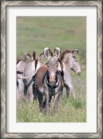 Framed Grevy's Zebra, Kenya