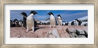 Framed Adelie Penguins With Young Chicks, Lemaire Channel, Petermann Island, Antarctica