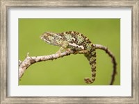 Framed Chameleon, Serengeti National Park, Ndutu, Tanzania