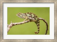 Framed Chameleon, Serengeti National Park, Ndutu, Tanzania