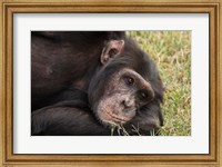 Framed Common Chimpanzee, Sweetwater Conservancy, Kenya