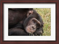Framed Common Chimpanzee, Sweetwater Conservancy, Kenya