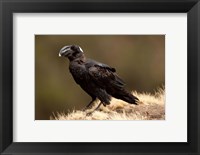 Framed Ethiopia, Thick-billed Raven bird