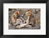 Framed Golden Monkeys with babies, Qinling Mountains, China