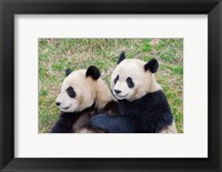 Framed Giant Panda, China