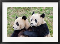 Framed Giant Panda, China