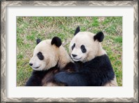 Framed Giant Panda, China