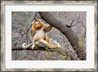 Framed Golden Monkey, Qinling Mountains, China