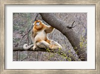 Framed Golden Monkey, Qinling Mountains, China