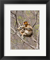 Framed Female Golden Monkey on a tree, Qinling Mountains, China