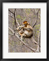 Framed Female Golden Monkey on a tree, Qinling Mountains, China