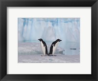 Framed Two Adelie Penguins, Antartica