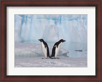 Framed Two Adelie Penguins, Antartica