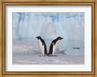 Framed Two Adelie Penguins, Antartica